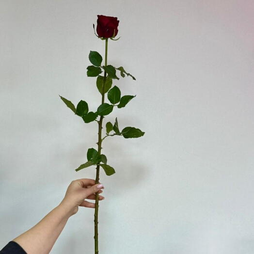 Красный роза