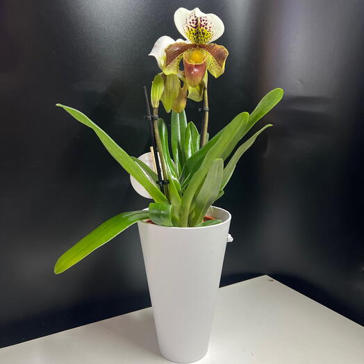 Орхидея Пафиопедилум ( венерин башмачок) в кашпо
