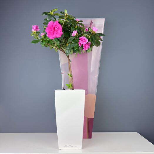 Азалия на стволе штамб в кашпо Lechuza белый, высота 50см