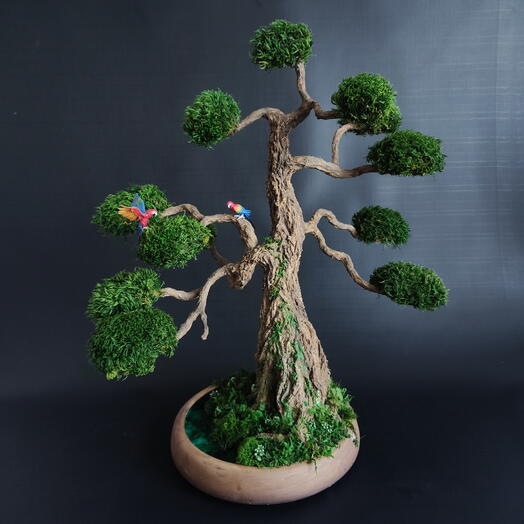 Бонсай ручной работы "Тропический"