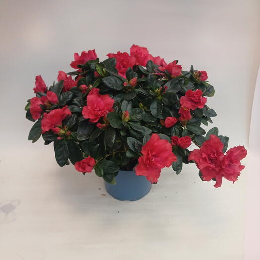 Азалия кустовая ярко ярко алая