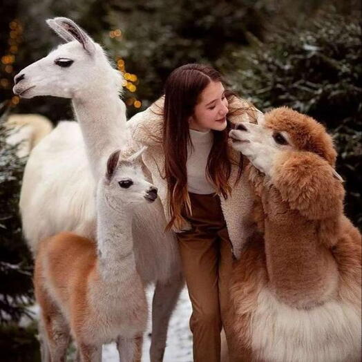 🎀Фотосессия с альпакой 1 участник 1 час 💝