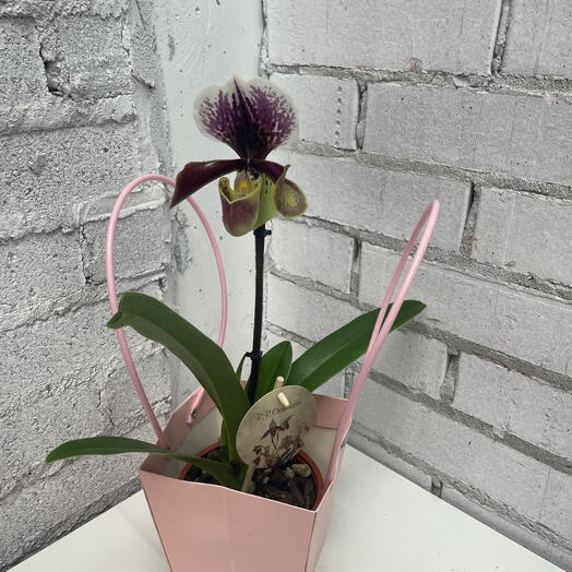 Орхидея (венерин башмачок) в подарочной упаковке