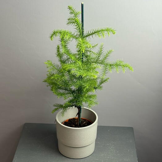 Араукария - живая ель - в стильном горшке под бетон
