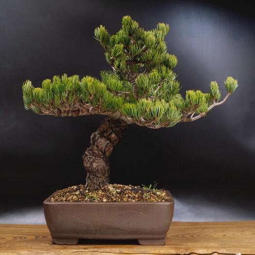 Бонсай Сосна, 50 см, 48 лет