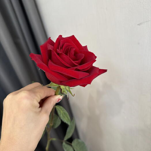 Роза Экспловер