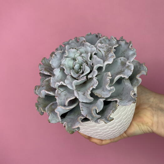 Эхеверия Crispate Beauty в белом кашпо