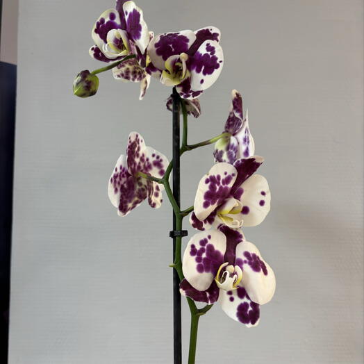 Фаленопсис белый