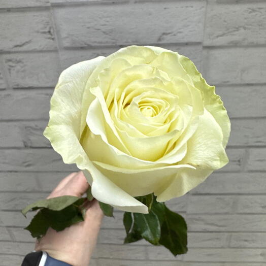 Роза Мондиаль 50 см