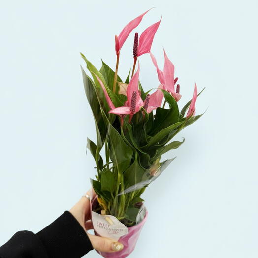 Антуриум Андре Лилли в техническом горшке