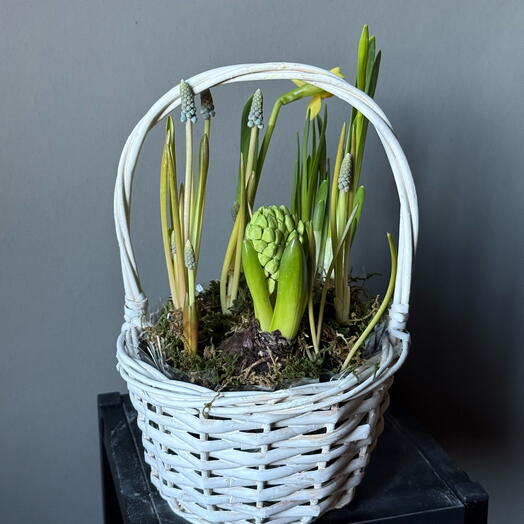 Первоцветы в корзинке микс