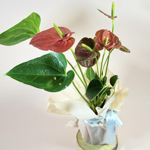 Антуриум красный яркий