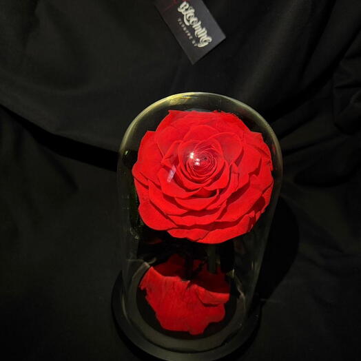 Красная роза 🌹