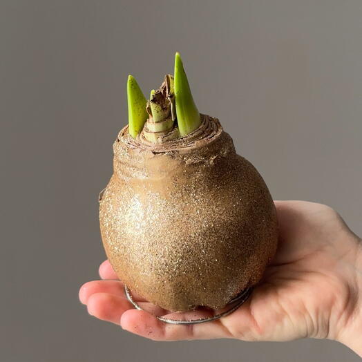 Амариллис в воске- цветок для созерцания