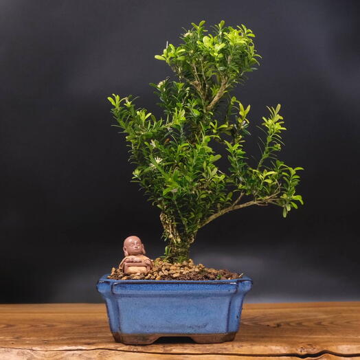 Бонсай Самшит, 32см, 13 лет