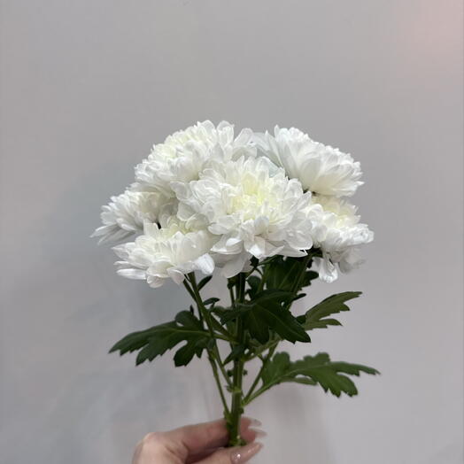 Хризантема кустовая Алтай