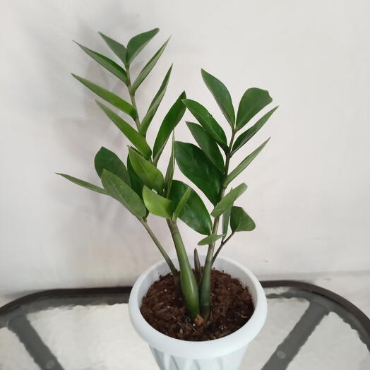 Замиокулькас