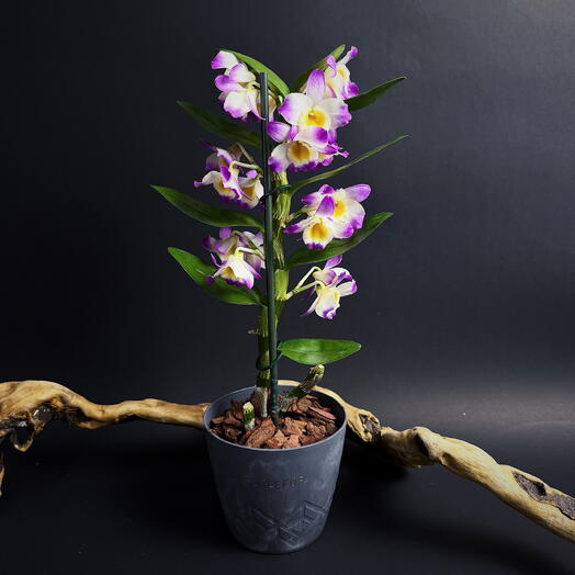 Цветущий дендробиум нобиле фиолетовый ароматный в сером кашпо на 8 марта