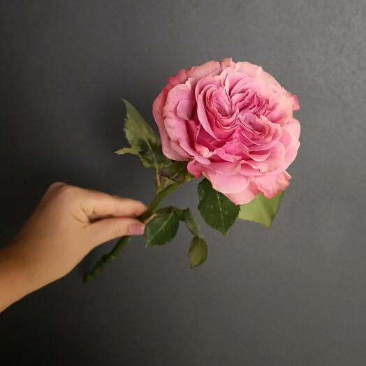 Роза Эквадор Country Blues/цветы штучно/Цветы Магнитогорск