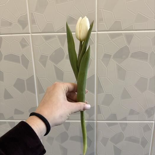 Тюльпан белый