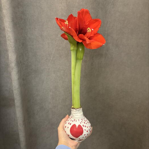 Амариллис Красный 🌸