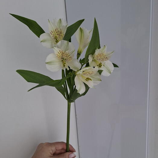 Альстромерия белая