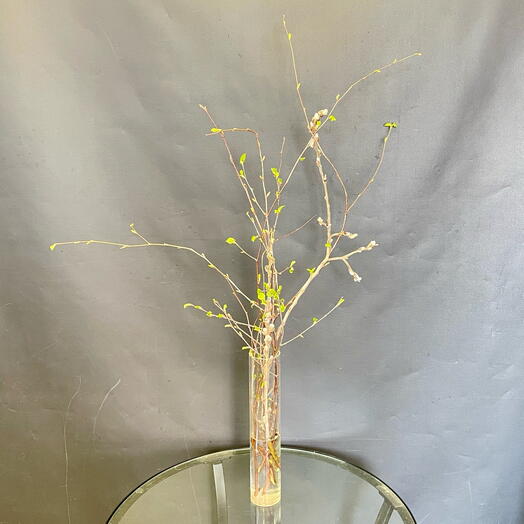 Живые Ветки березы и ольхи