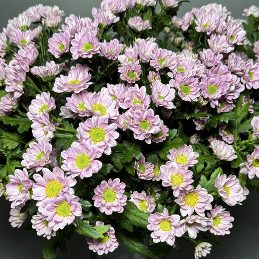 Сантини (розовые,кремовые)