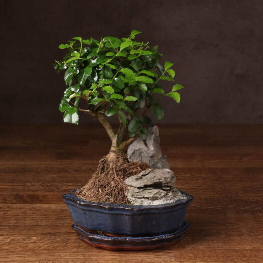 Бонсай Лигуструм со скалой 30 см