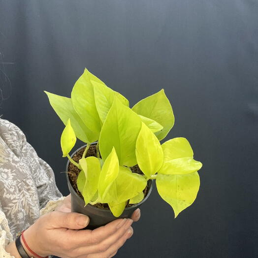 Эпипремнум Голден Потос «Неон» (Epipremnum aureum ‘Neon )
