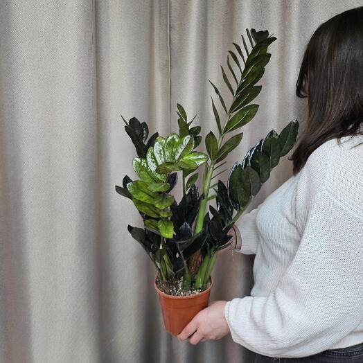 Замиокулькас Равен. Замиокулькас черный. Zamioculcas Raven. Долларовое дерево