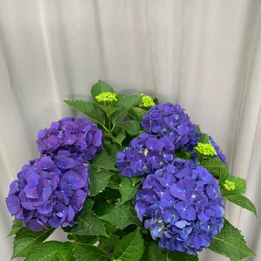 Гортензия  Синая