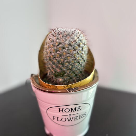Кактус Белоснежка 🌵🤍