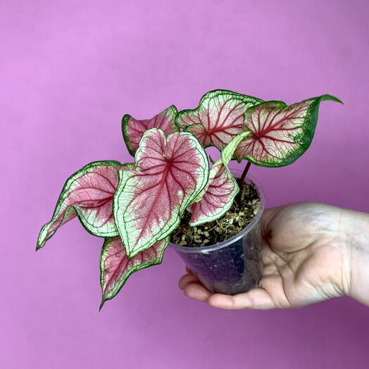 Каладиум Bicolor Colorful