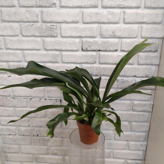 Комнатное растение Платицериум 🌱