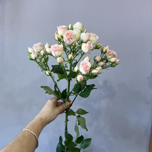 Кустовая Роза «флиртинг»