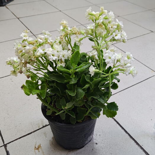 Kalanchoe White