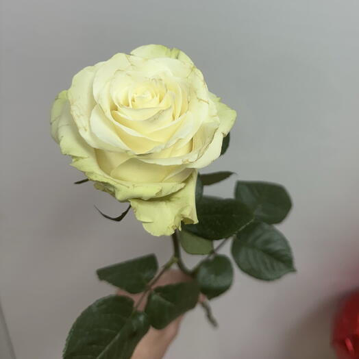 Мондиаль 60см