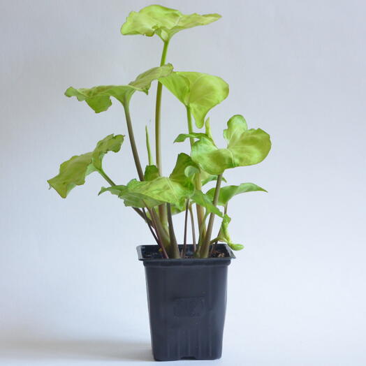 Сингониум Данг Нувен