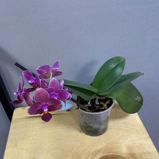 Орхидея Фаленопсис (Phalaenopsis) маленькая