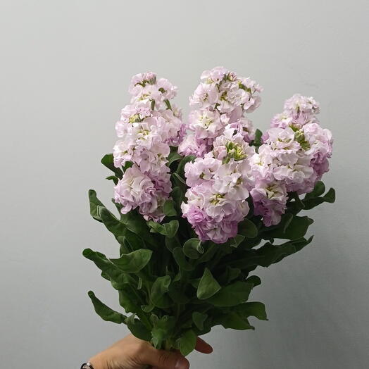 Матиолла ароматная 9 шт