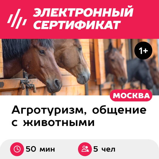 Подарочный сертификат Индивидуальная экскурсия на конюшню и катание верхом, до 5 чел. (50 минут)