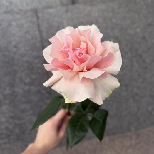 Французская роза 🌿«фрутетто»🌸 пышная, свежая и очень стойкая🪷