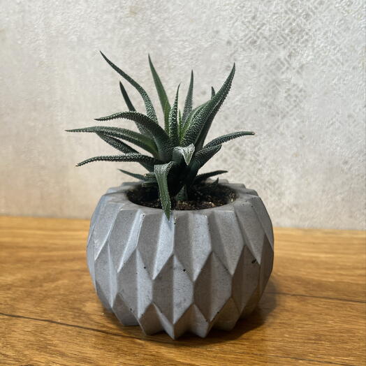 Хавортия (лат. Haworthia) в подарочном оформлении 🎁
