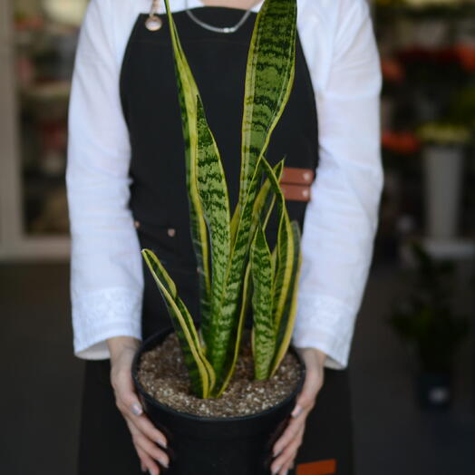 Сансевиерия Лауренти (Sansevieria laurentii), «щучий хвост» или «тёщин язык»