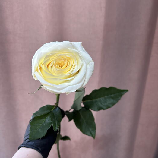 пионовидная роза популярного элитного сорта Кэндллайт премиум класс🌷
