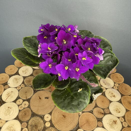 Фиалка💜