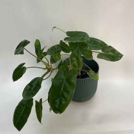 Филодендрон Бурле Маркс / Philodendron burle-marxii