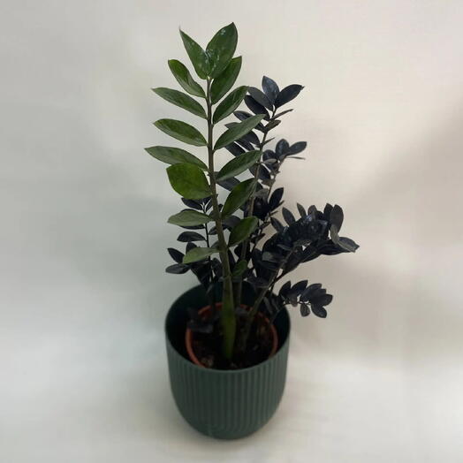 Замиокулькас Равен / Zamioculcas zamiifolia Raven