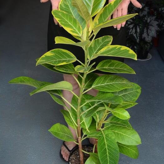Фикус эластика «Тинеке» (Ficus elastica ‘Tineke )